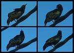 (13) crow montage.jpg    (1000x720)    240 KB                              click to see enlarged picture